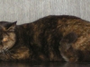 MINOLTA DIGITAL CAMERA